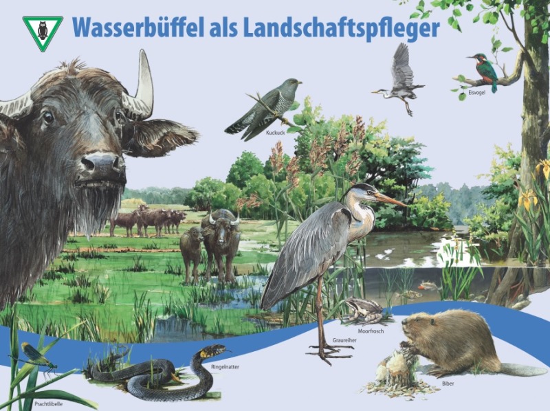 Wasserb�ffel als Landschaftspfleger
Bild: Land Berlin